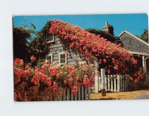 Postcard Roses on Nantucket, Massachusetts