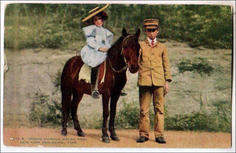 NY - Riding Animals, Welch Pony, NY Zoological Park