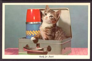 Ready For Lunch,Kitten in a Lunch Box