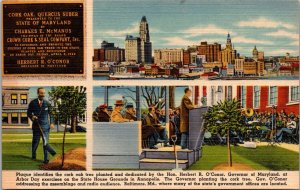 The Cork Oak Tree, Annapolis Md Vintage Postcard Z09