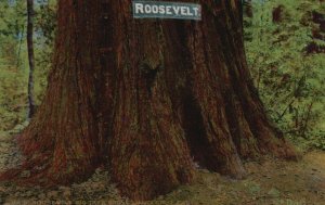 Vintage Postcard 1910's President Roosevelt Santa Cruz Big Tree Grove California