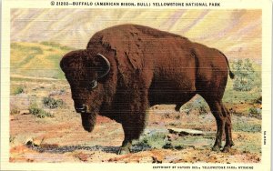 c1935 YELLOWSTONE PARK WYOMING BUFFALO AMERICAN BISON BULL LINEN POSTCARD 41-122