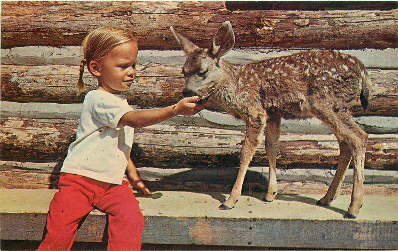 Bradshaw Buffalo Park Flagstaff Arizona Children's Amusement 1950s Postcard 3402