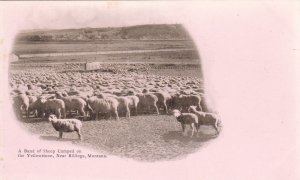 Sheep on the Yellowstone, near BILLINGS , Montana , 1890s