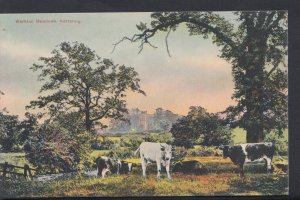 Northamptonshire Postcard - Warkton Meadows, Kettering   DC1263