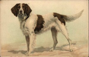 Beautiful Dog - Springer Spaniel? Meissner & Buch Litho c1910 Postcard