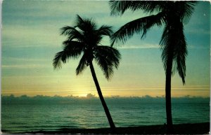 Coconut Palms Florida FL Sunrise Palm Trees Ocean View Postcard VTG UNP Koppel 