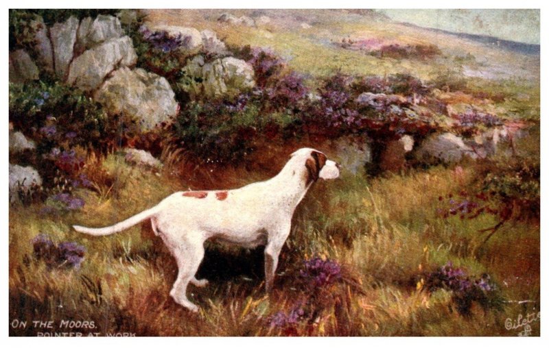 Dog , Hunting Dogs , On the Moors.  Pointer at Work