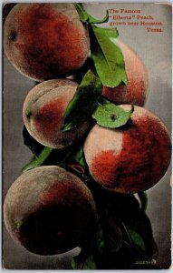 The Famous Alberta Peach Grown Near Houston Texas TX Postcard