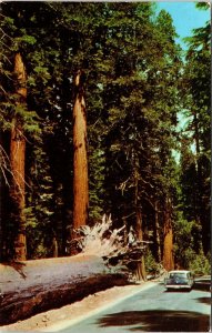Yosemite National Park CA Calfornia Fallen Monarch Mariposa Grove VTG Postcard 