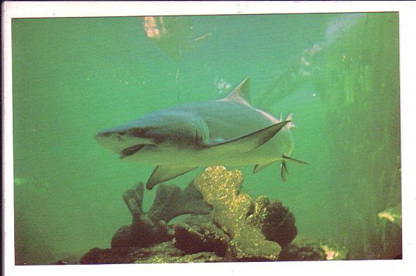 Lemon Shark, Marineland Florida