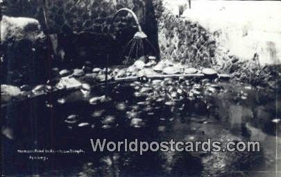 Real Photo Tortouise Pond, Aierltam Temple Penang Malaysia Unused 