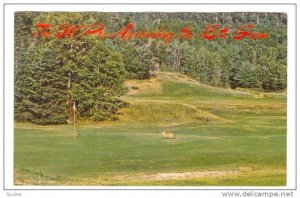 Golf Course, The Old Pro Approaching The 18th Green, 1940-1960s