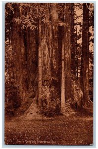 c1910's Santa Cruz Big Tree Grove View Santa Cruz California CA Antique Postcard