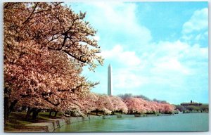 Washington Monument, Cherry Blossom Time - Washington, District of Columbia