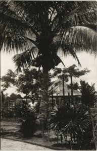 PC MALAYSIA, COCONUTS, Vintage REAL PHOTO Postcard (b31241)