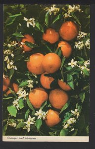 Oranges and Blossoms in Tropical Florida ~ Chrome