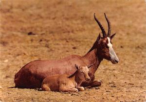 BT9245 bontebok south  africa   animal animaux dorcas pygargus antelope