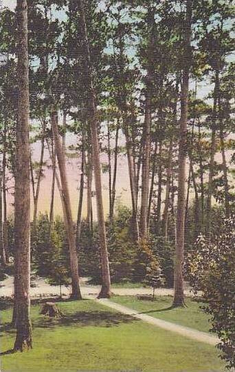 Minnesota Itasca State Park The Tall Sentinals Albertype