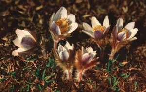 Vintage Postcard Fruhlings Anemone Flower Beautiful Pink Planting Flower