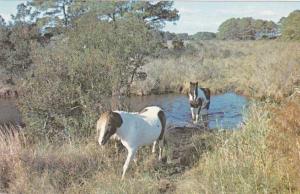 Chincoteague Wild Pony - Stream on Assateague Island MD, Maryland