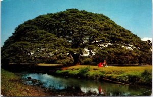 Hawaii Monkey Pod Tree Chrome Postcard 09.57