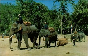 CPM AK THAILAND Elephants working in the forest, Chiengmai (344641)