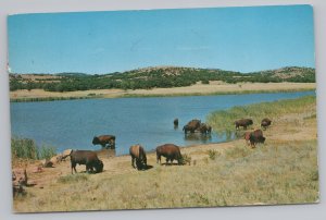 State View~Medicine Park OK~Wichita Wildlife Refuge~Buffalo~Vintage Postcard