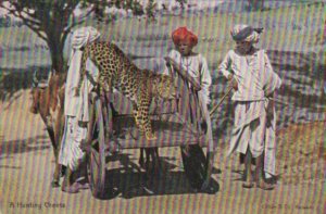 India Ox Cart With A Hunting Cheetah 1908