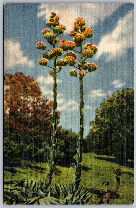 Vtg New Mexico NM Century Plants Of The Desert Agave Americana 1940s Postcard