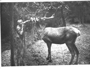 B26621 cerfs Vrais Photo  Romania foto real  Simeria Hunedoara