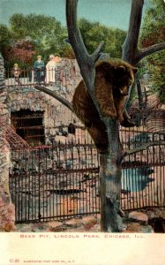Bears The Bear Pit Lincoln Park Chicago Illinois 1907