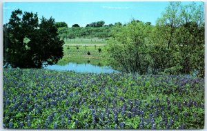 Postcard - Bluebonnet Landscape In Texas