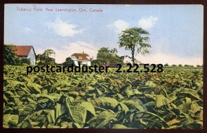 h3146 - LEAMINGTON Ontario Postcard 1910s Essex. Tobacco Field Farming by Evans