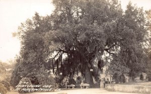 J72/ St Martinville Louisiana RPPC Postcard c1940s Evangeline Oak Tree 118