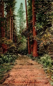 Washington Tacoma A Forest Drive