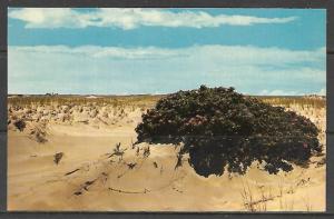 Massachusetts, Cape Cod - Wild Roses In The Heart Of The Dunes - [MA-198]