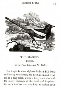 CONTINENTAL SIZE POSTCARD THE MAGPIE BY THOMAS BERWICK VICTORIA ALBERT MUSEUM