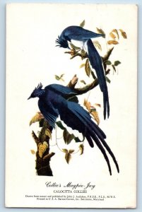 Litchfield Minnesota MN Postcard Collies Magpie Jay Bird Calocitta Colliei 1953