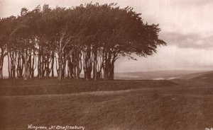 Wingreen Shaftesbury Wiltshire Antique Postcard