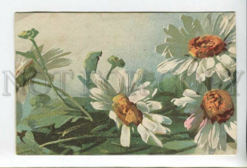 432238 Ñatherine Klein flowers chamomile Vintage postcard