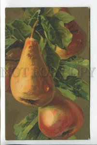 439272 KLEIN Fruits Pear on Tree Vintage postcard ITALY 1921 year