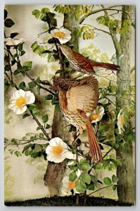 Georgia State Flower Tree And Bird Postcard M23