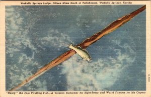 FL, Florida WAKULLA SPRINGS LODGE Henry~Pole Vaulting Fish ADVERTISING Postcard