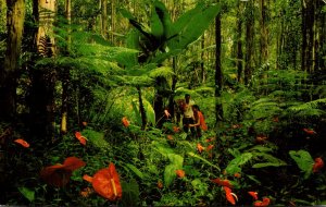 Hawaii Rain Forest With Red Anthurium Giant Tree Ferns and Wild Bananas 1972