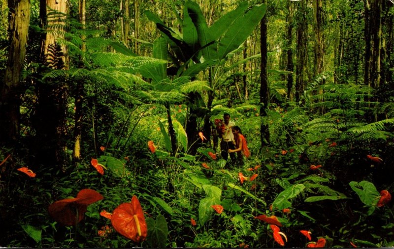 Hawaii Rain Forest With Red Anthurium Giant Tree Ferns and Wild Bananas 1972