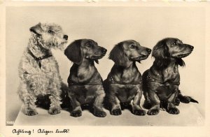 Dog Postcard Terrier Dachshund Tekkel Dackel (1930s) RPPC (1)