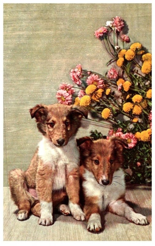 Dog ,Puppies front of flowers