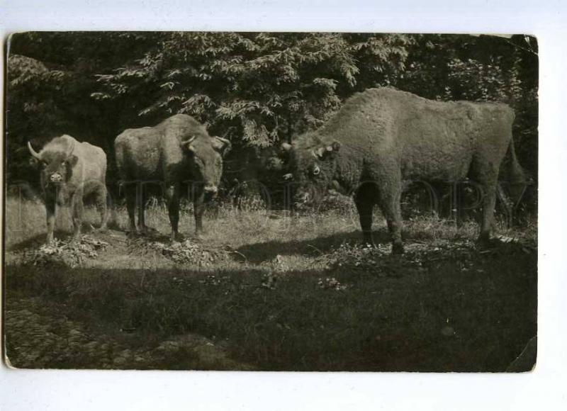 189089 RUSSIA HUNTING Bison vintage photo postcard