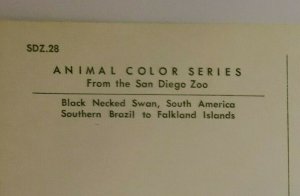 Vintage Postcard South American Black Necked Swan San Diego Zoo California